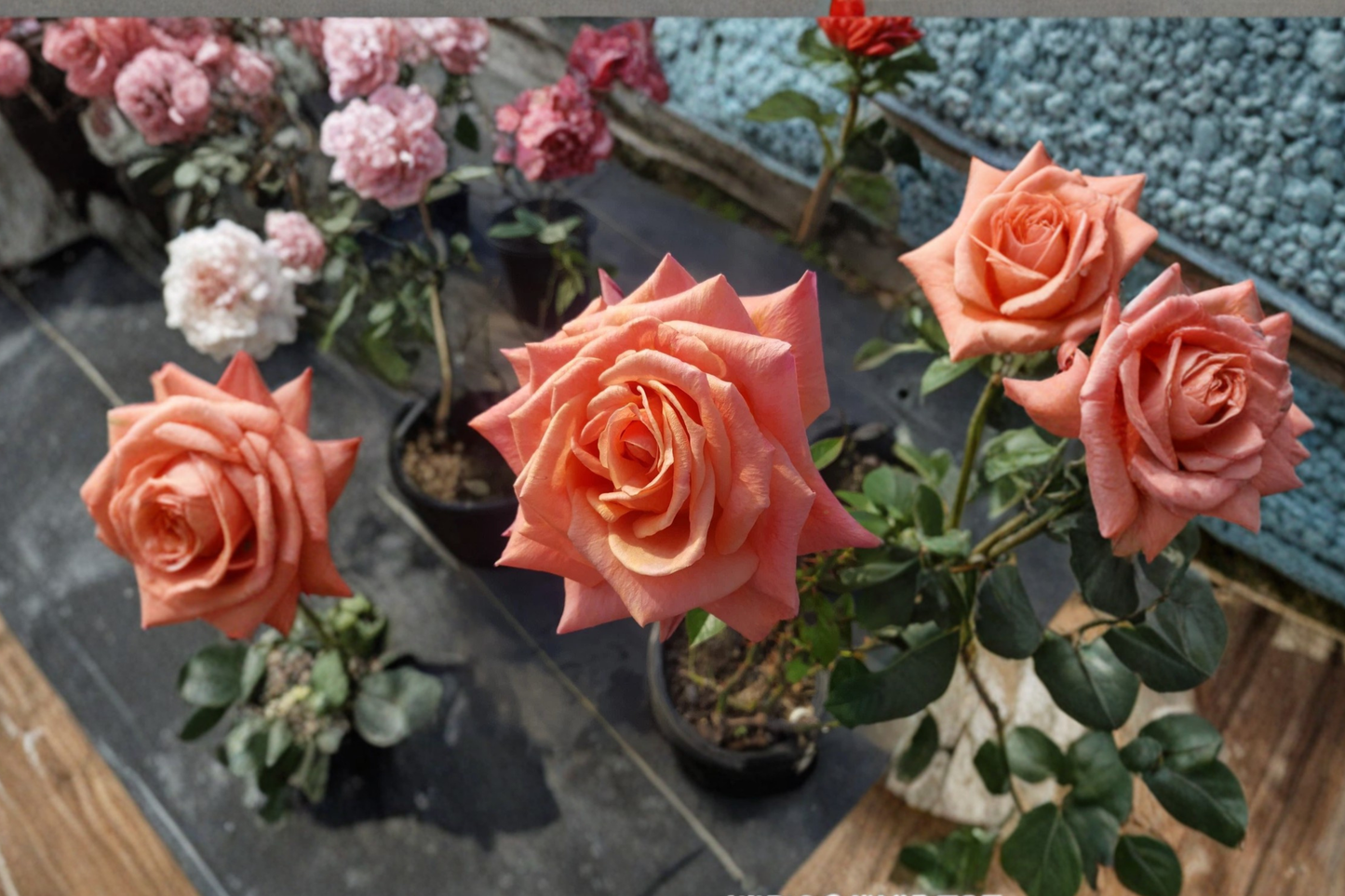Arizona Rose Plant 2 Gal Orange Yellow Grandiflora Rose Bush Live Outdoor Flowering Shrub