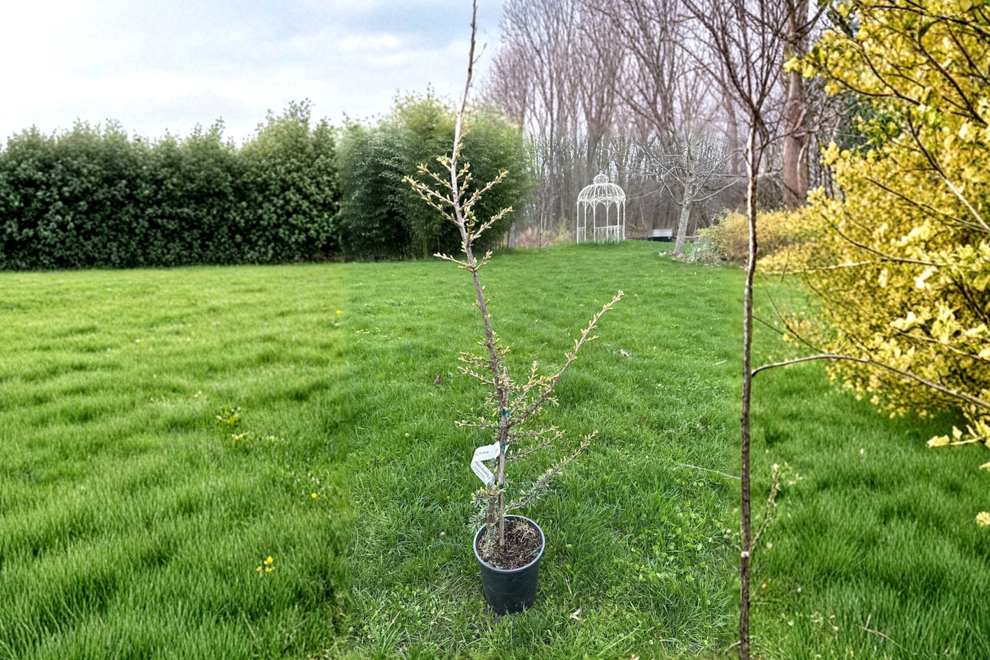 Granny Louise Atlas Cedar Live Plant – 18 Inch Weeping Evergreen Conifer Cedrus atlantica in 1-Gallon Pot