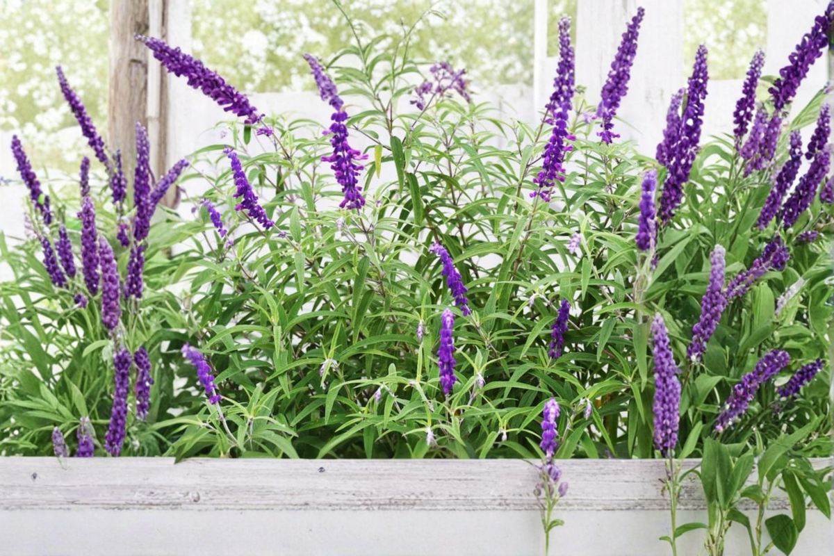 Organic Mexican Bush Sage Live Plant, 4-6 Inch Rooted Starter, Purple Flowers, Salvia leucantha for Pollinator & Hummingbird Gardens