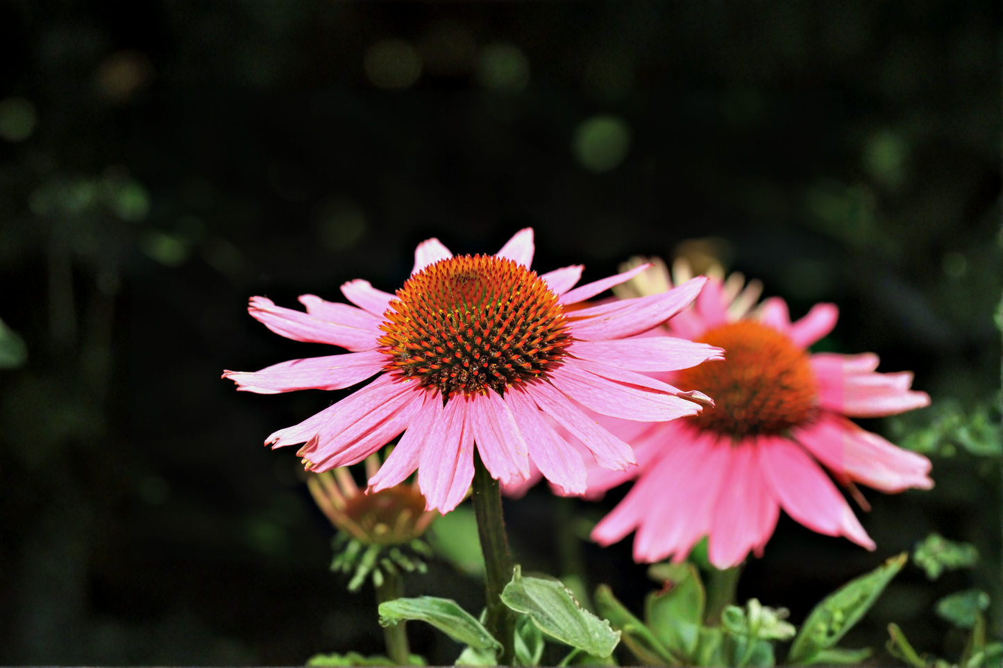 PowWow Wild Berry Coneflower Live Plants – 3 Rooted Perennials in 1 Qt Pots, Echinacea purpurea, Rose Purple Flowers