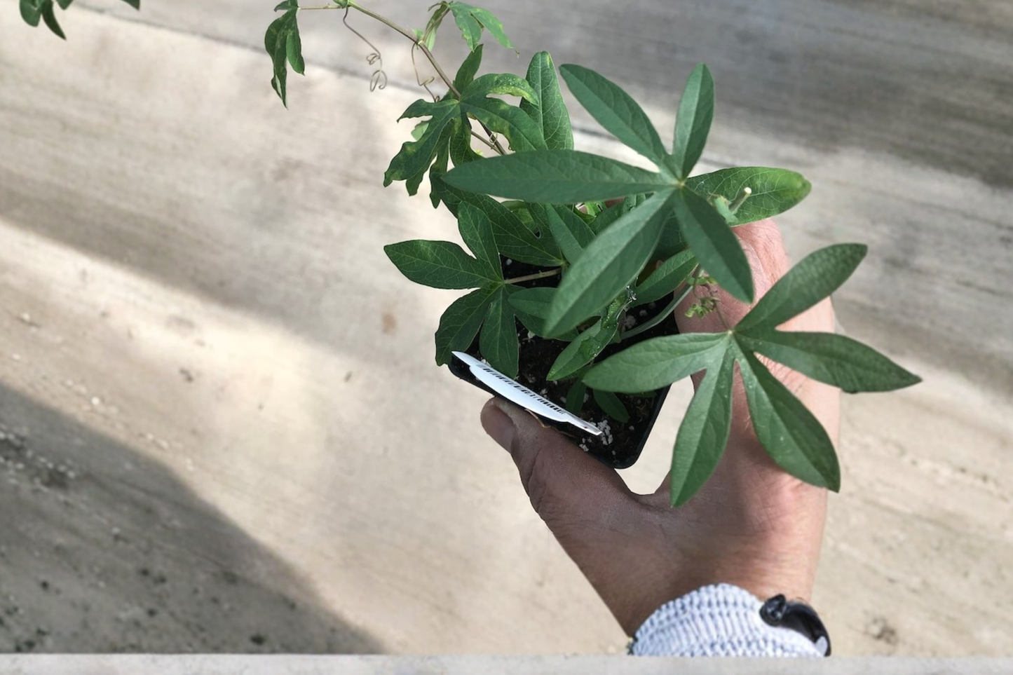 Blue Passion Flower Live Plant, 1 Foot Tall, Climbing Vine, Passiflora caerulea, Ornamental Flowers