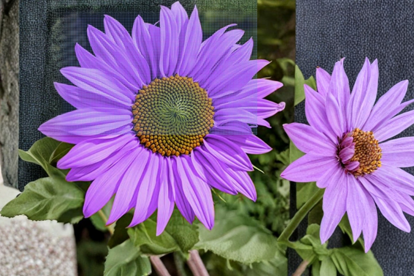 Rare Purple Sunflower Seeds – 10 Pack, Helianthus annuus, Ornamental Garden Flower, Full Sun, Exotic Purple Bloom