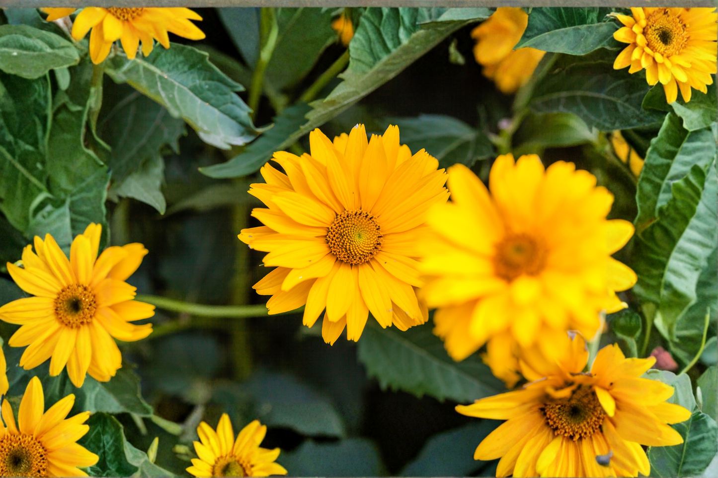 Sunstruck False Sunflower Live Plants – 3 Rooted Starters in 1 Qt Pots, Variegated Heliopsis helianthoides, Perennial Flower