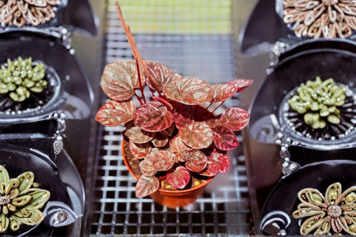 Peperomia Schumi Red Live Houseplant, Compact Tropical Foliage, Indoor Decorative Plant, Peperomia caperata 'Schumi Red'