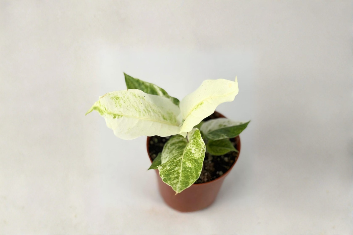 Anthurium Hookeri Variegated Live Plant – 4 Inch Pot, Tropical Indoor Houseplant, Decorative Foliage, Easy-Care Gift