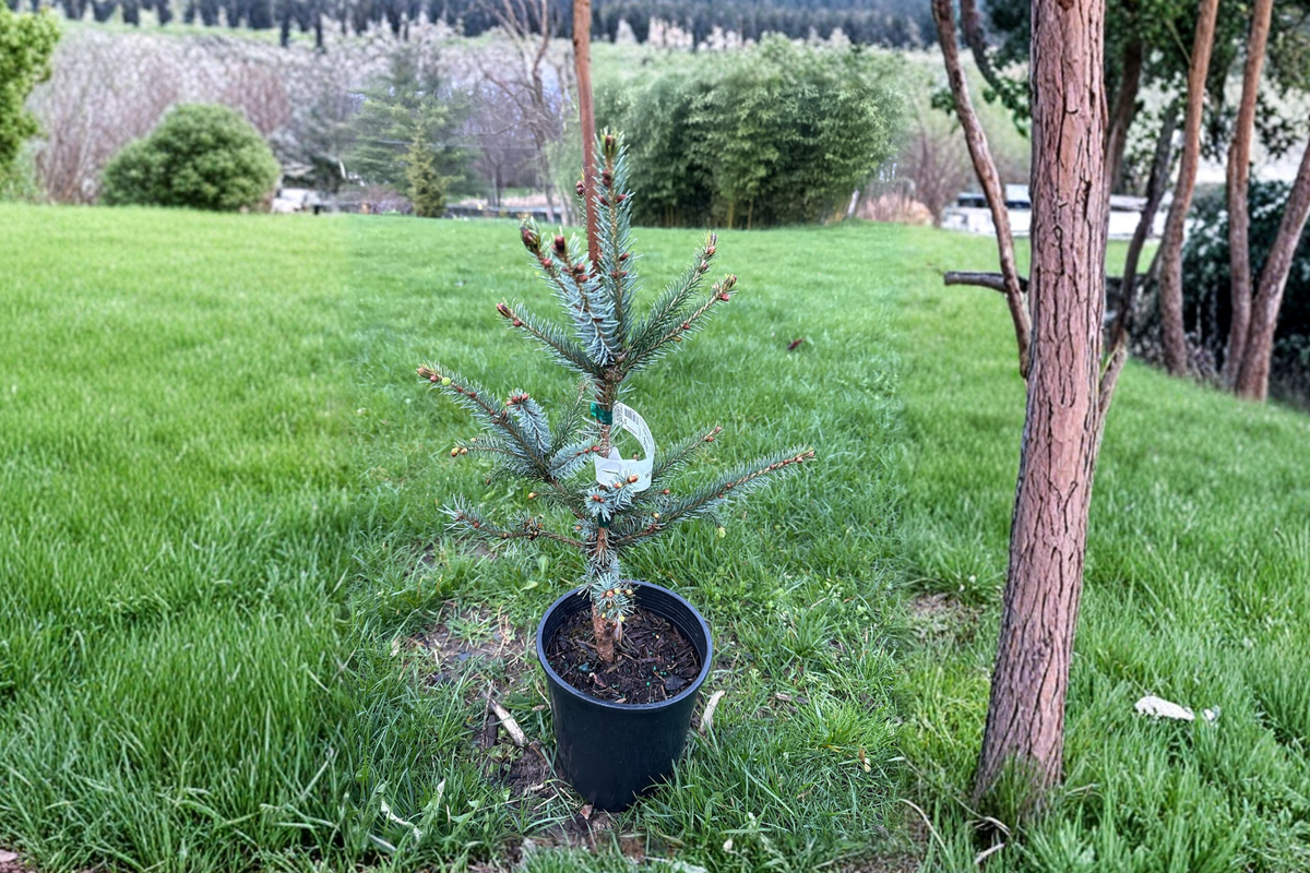 Serbian Spruce Live Plant 12 Inch Picea omorika ‘Bruns’ Narrow Evergreen Conifer Tree in 1-Gallon Pot