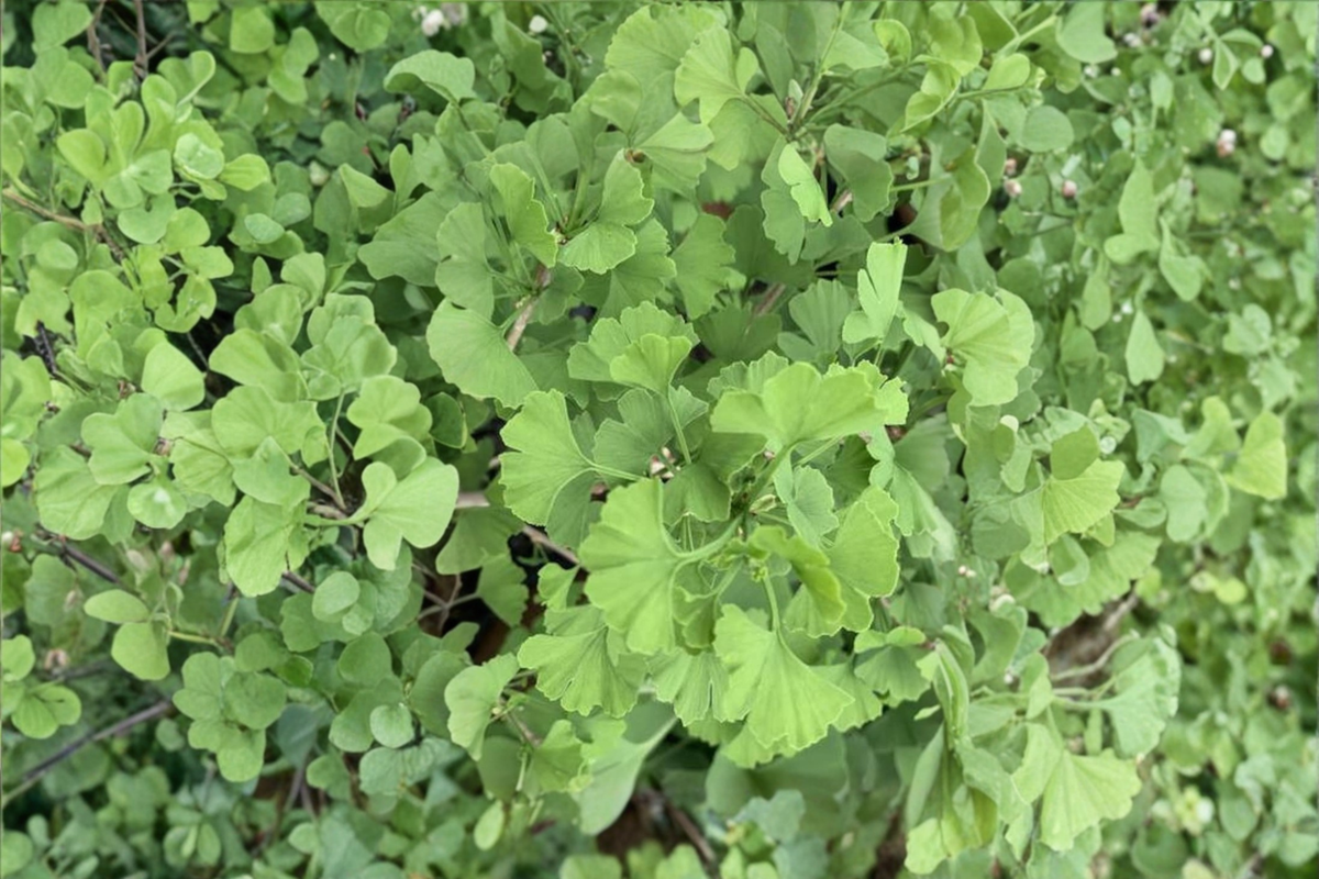Ginkgo biloba 'Folkert’s Select' Live Plant – 12 Inch Grafted Ornamental Tree for Small Gardens and Landscape