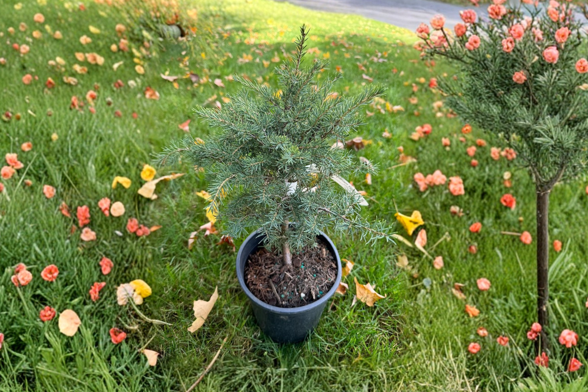 Mountain Hemlock Live Plant 12 Inch in 1-Gallon Pot, Tsuga mertensiana, Evergreen Conifer for Landscape & Garden