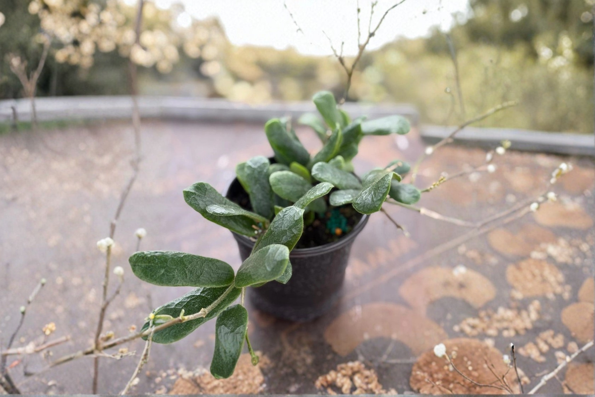 Rare Hoya Rotundiflora Live Plant – 2-Inch Pot, Trailing Houseplant, Square Foliage, Indoor Tropical Plant
