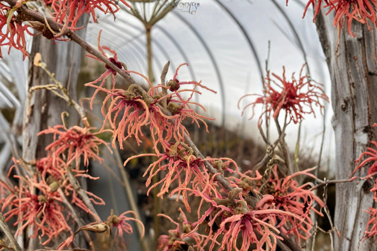 Spanish Spider Witch Hazel Bare Root Plant – 9 Inches, Red Winter Blooms, Deciduous Shrub, Hamamelis intermedia