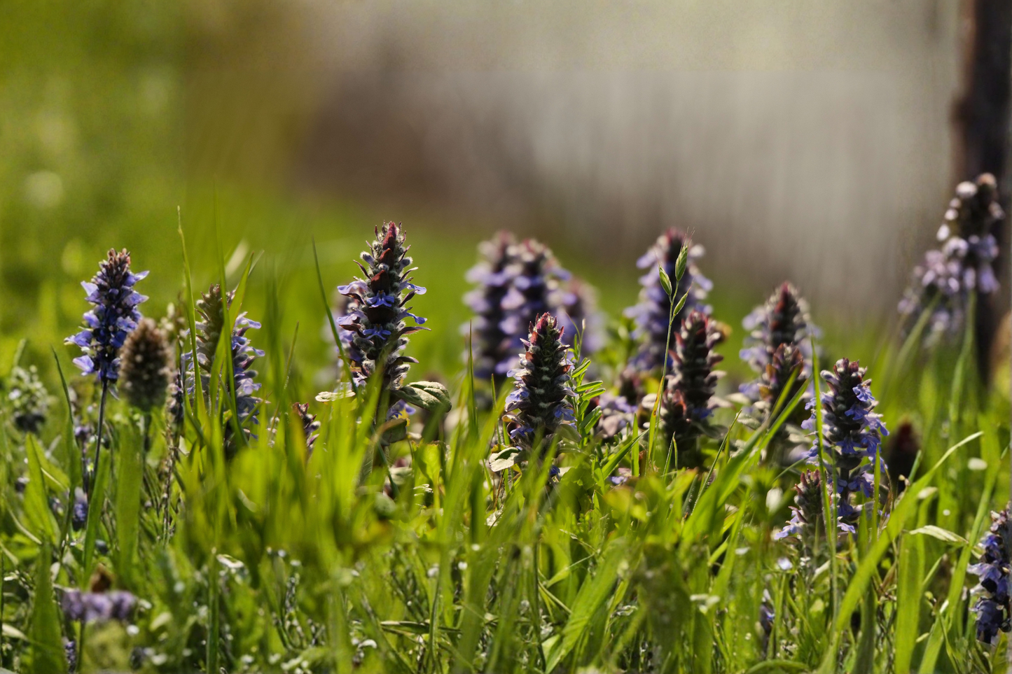 Catlins Giant Ajuga Live Plants – 3 Rooted Starters in 1 Qt Pots, Blue Flower, Bronze Green Foliage, Shade Perennial Ground Cover