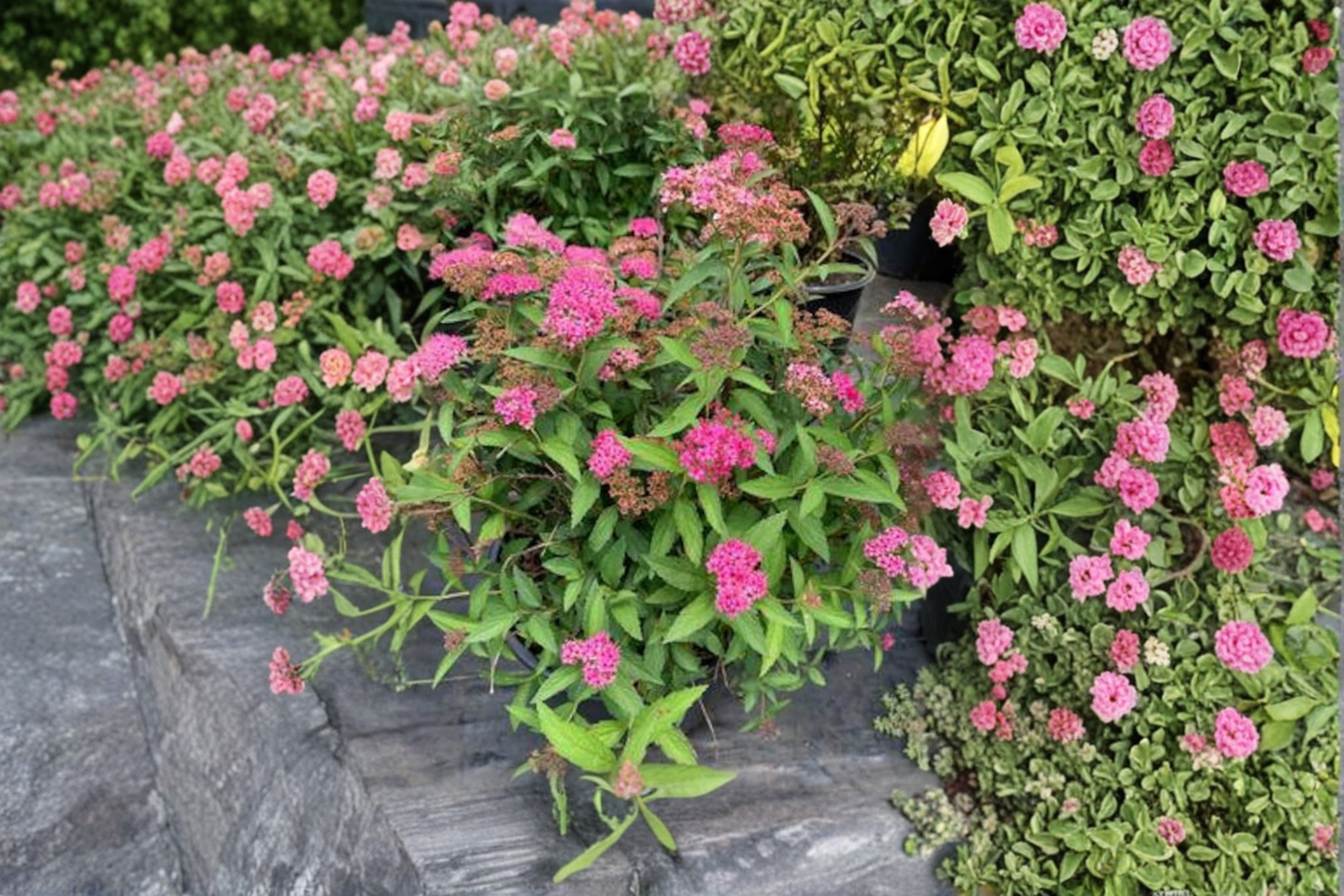 Neon Flash Spirea Live Plant 4 Inch Pot – Pink Flowering Shrub, Spiraea japonica, Compact Border Plant