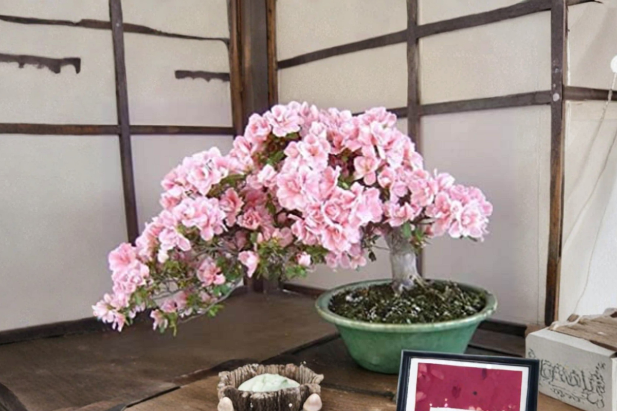 Rare Japanese Sakura Cherry Blossom Seeds – 10 Pack for Bonsai & Garden, Prunus serrulata, Pink Flowers, Ornamental Tree Seeds