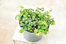 String of Frogs Live Plant, Creeping Vine, Tiny Oakleaf Foliage, Terrarium & Indoor Houseplant, Ficus pumila quercifolia