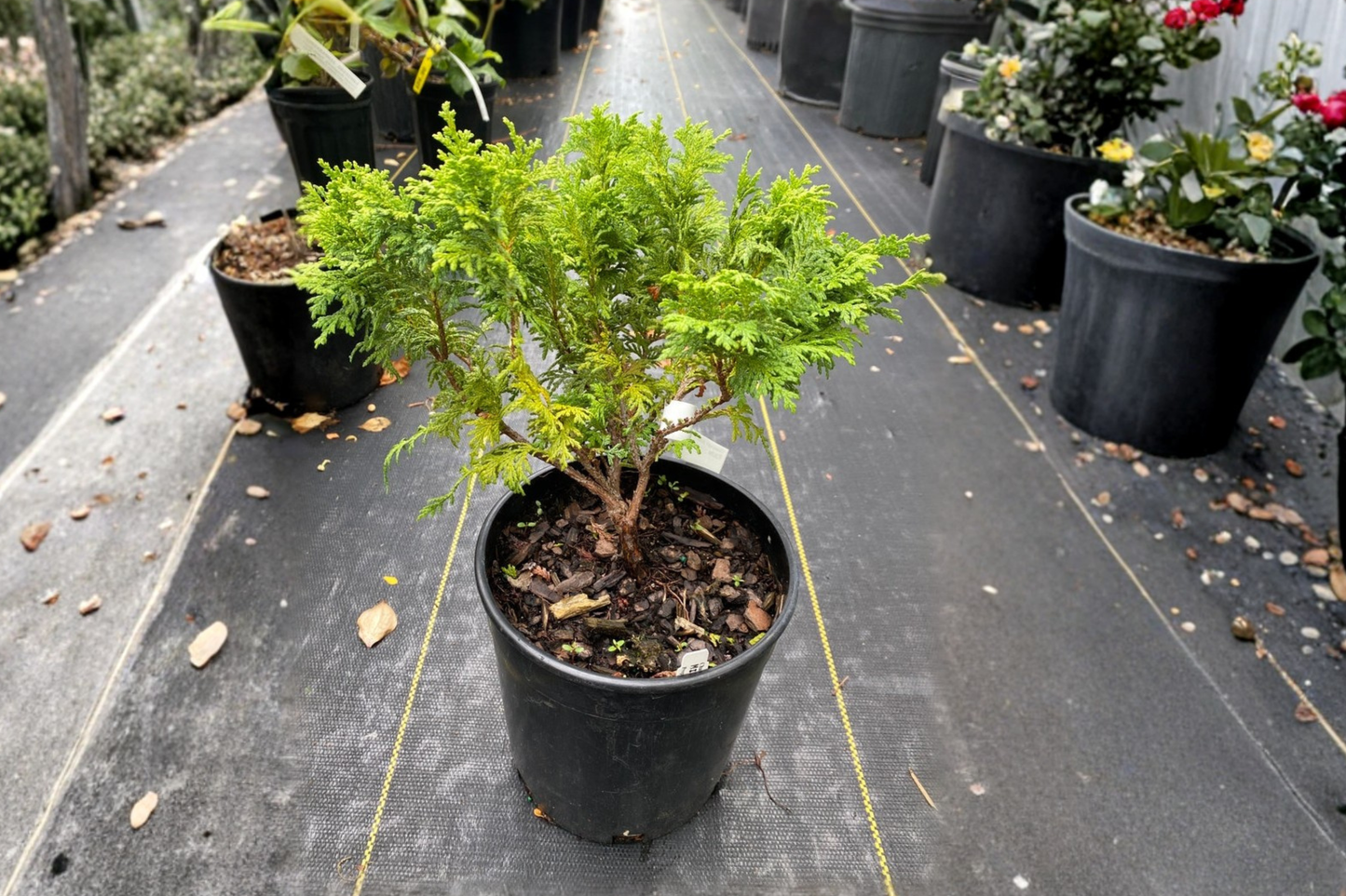 Dwarf Sawara Cypress Minima Live Plant 1 Gallon, Evergreen Conifer, Compact Foliage, Chamaecyparis pisifera for Rock Gardens & Containers