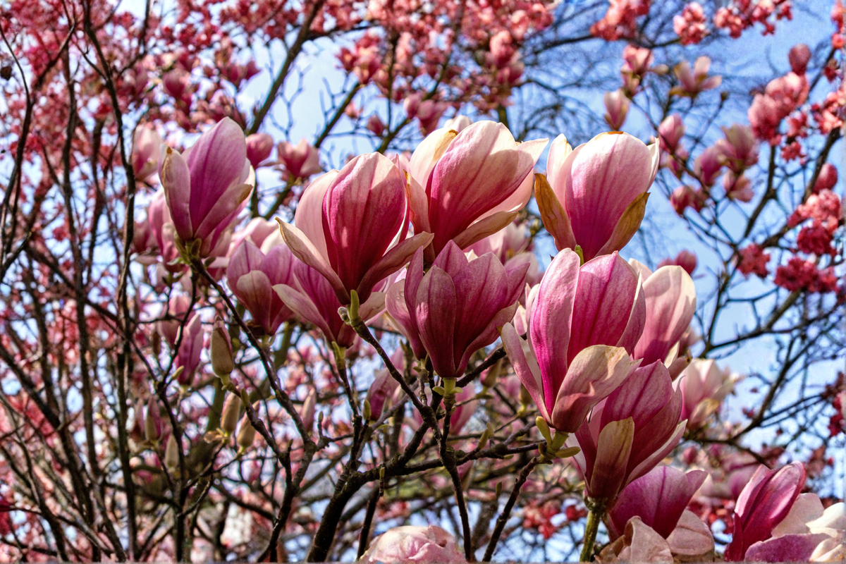 Jane Magnolia Live Plant 1 Gallon Pot - Pink Purple Flowering Shrub Magnolia × 'Jane' for Garden, Landscape, Foundation Planting