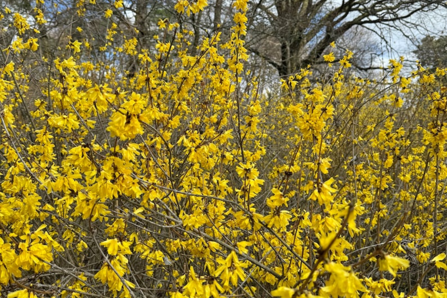Forsythia Vermont Sun Live Plant – Early Yellow Flowering Shrub for Spring Garden Landscape – 2 Gallon Pot