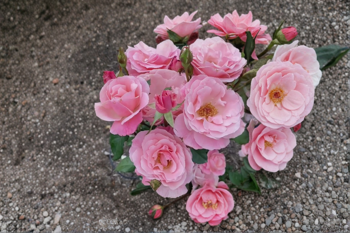 Queen Elizabeth Grandiflora Rose Plant 1 Gal Pink Rose Bush Live Outdoor Flowering Shrub for Garden & Landscape