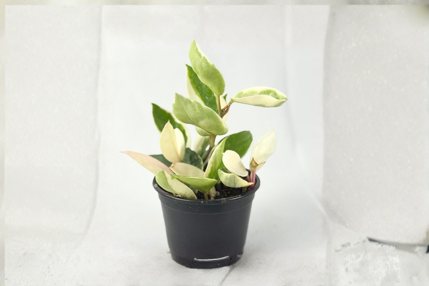 Hoya Carnosa Krimson Queen Variegated Indoor Plant 4 Inch Pot Trailing Houseplant, Tropical Vine, Rare Gift