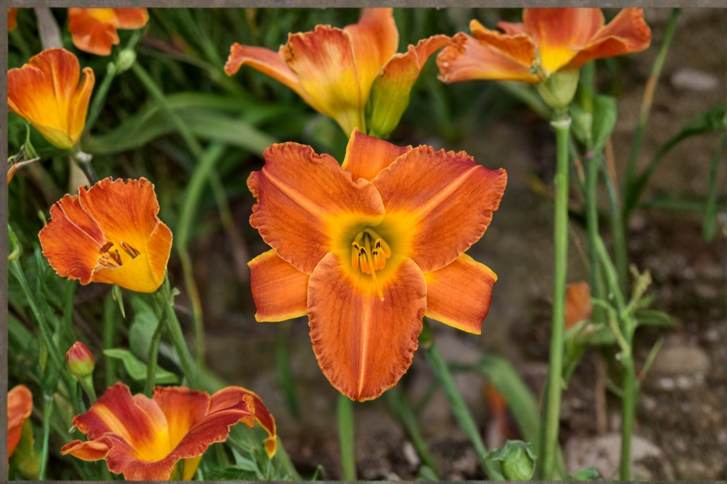 Bright Sunset Daylily Bare Root Plants – Orange Red Perennial Hemerocallis, Easy Care Garden Border, Set of 3