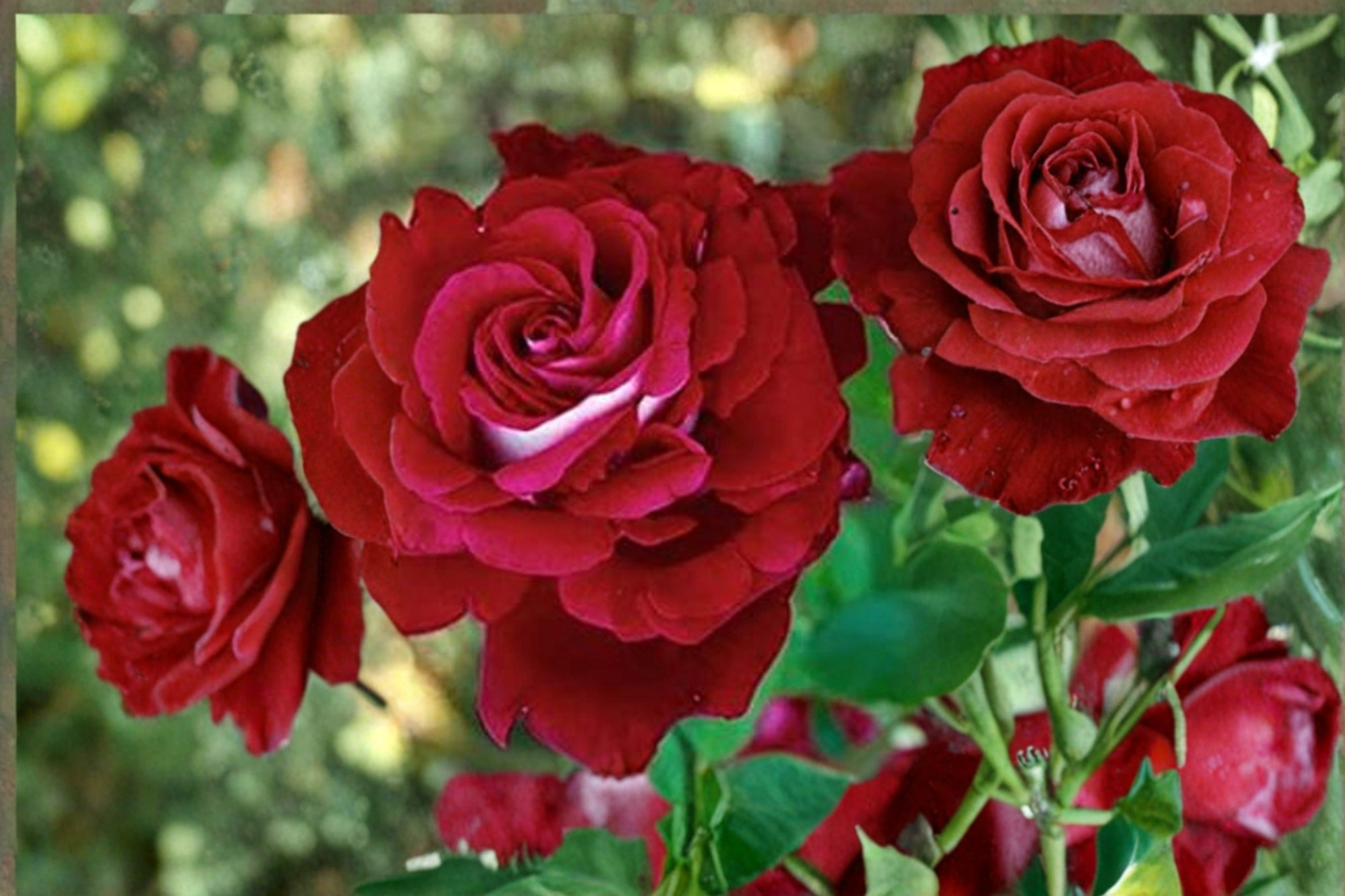 Scarlet Red White Rose Seeds 10 Pack | Rare Two-Tone Flowering Shrub Seeds for Garden & Patio | Rosa Hybrid
