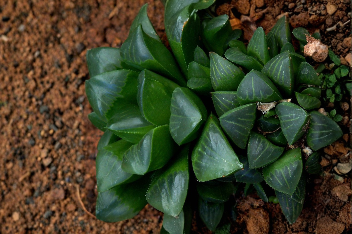 Haworthia retusa Live Succulent Plant – Rooted in 2 Inch Nursery Pot