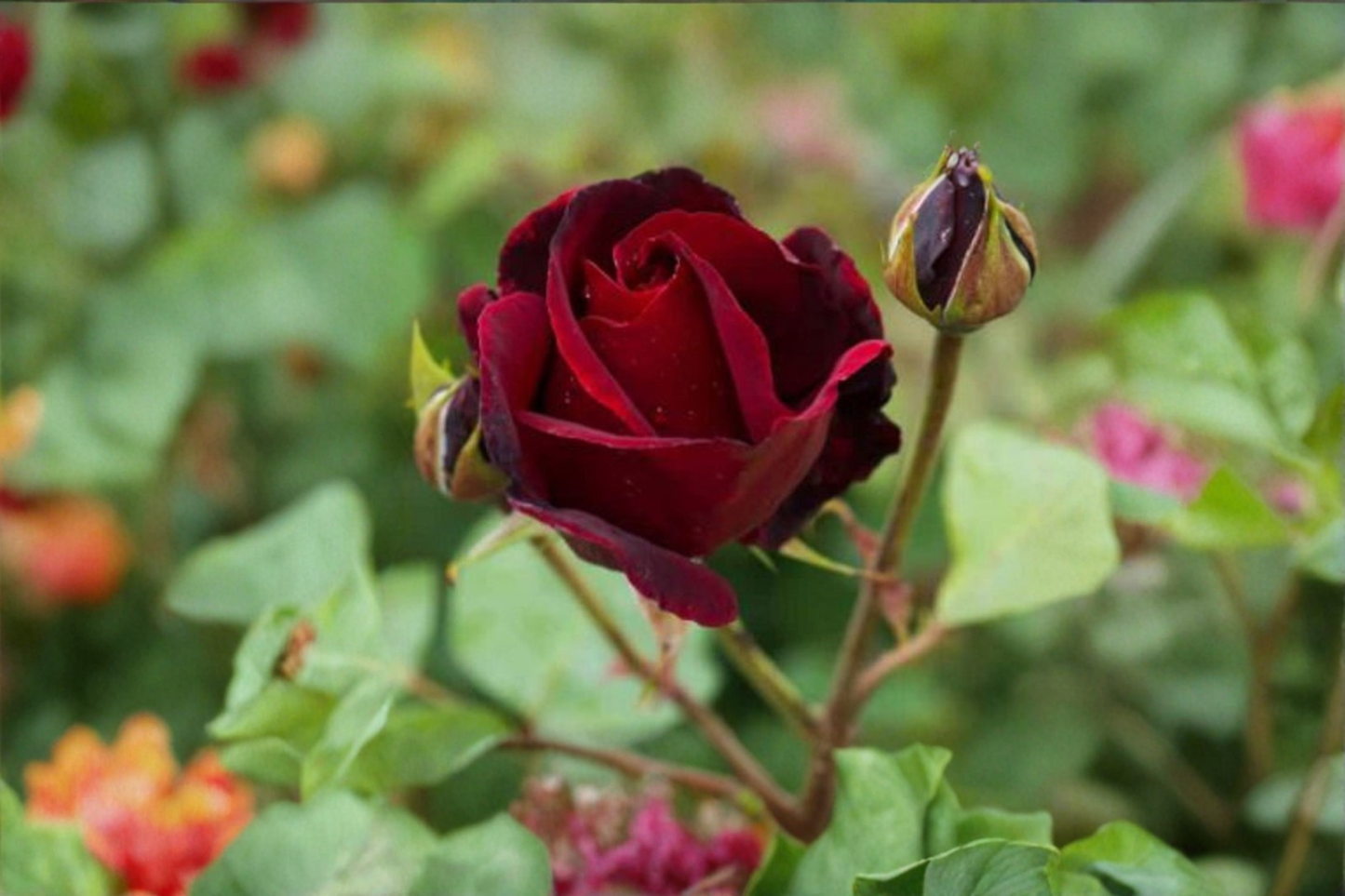 Rare English Red Purple Rose Seeds – 20 Pack, Ornamental Flower Seeds, Rosa spp., Garden, Landscaping, Full Sun, US Seller
