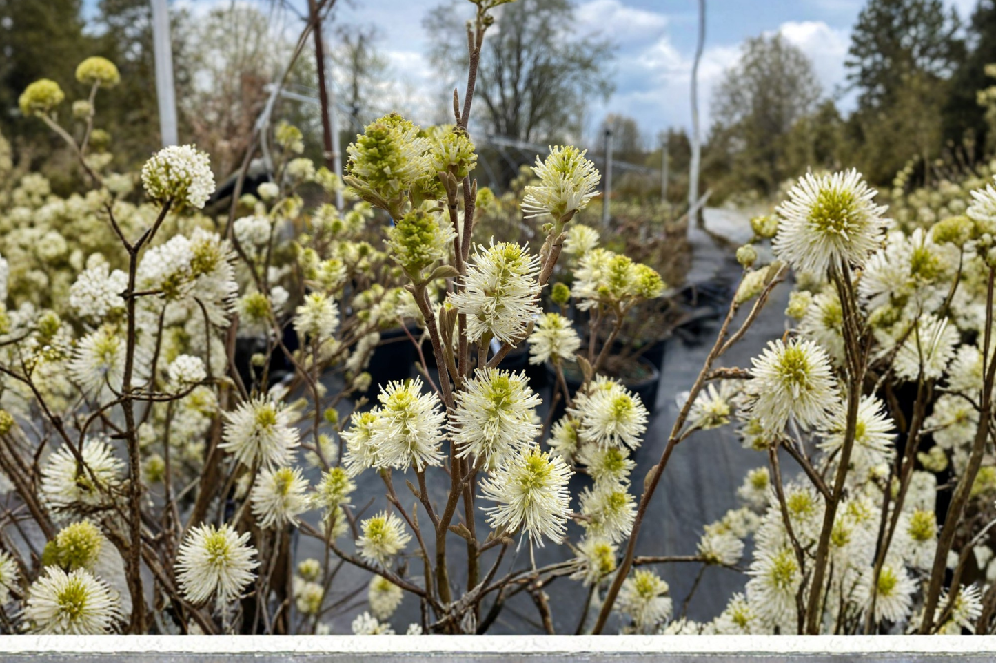Dwarf Fothergilla Live Plant 4-inch Pot Native Shrub with White Spring Blooms and Fall Color Fothergilla gardenii
