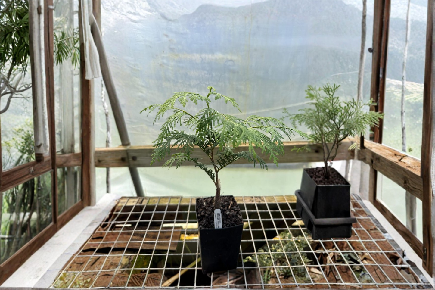 Dorset Yellow Arborvitae Live Plant 4-Inch Pot | Dwarf Evergreen Shrub with Golden Foliage | Thuja occidentalis