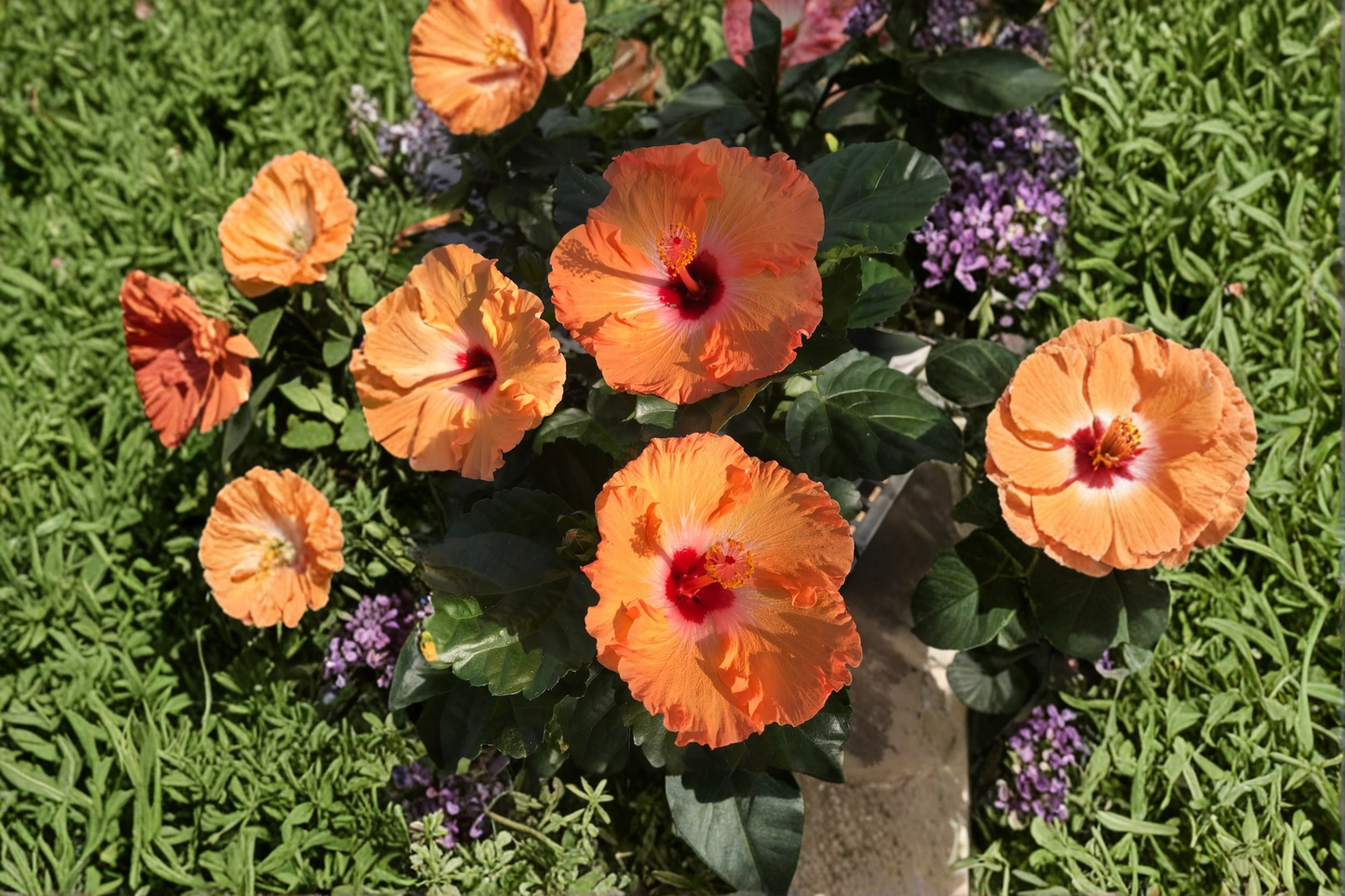 Orange Hibiscus Live Plant – 1.5 Ft Tall, Flowering Shrub with Buds, Tropical Garden, Patio, Container, Hibiscus spp.