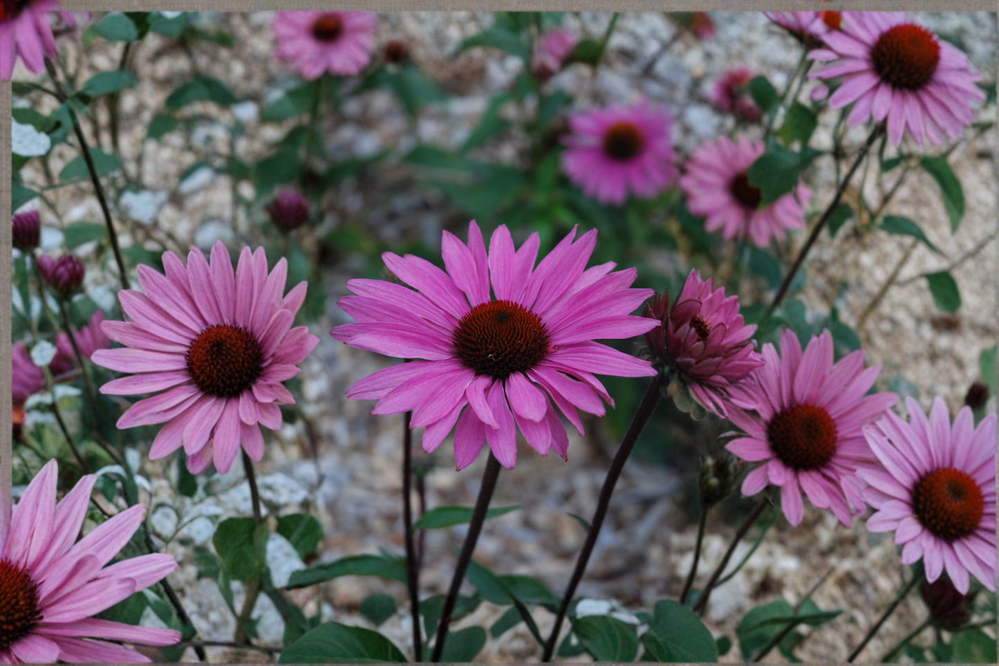 Purple Emperor Coneflower Live Plants – 3 Rooted Starters in 1 Qt Pots, Echinacea purpurea 'Purple Emperor', Perennial Garden Flower