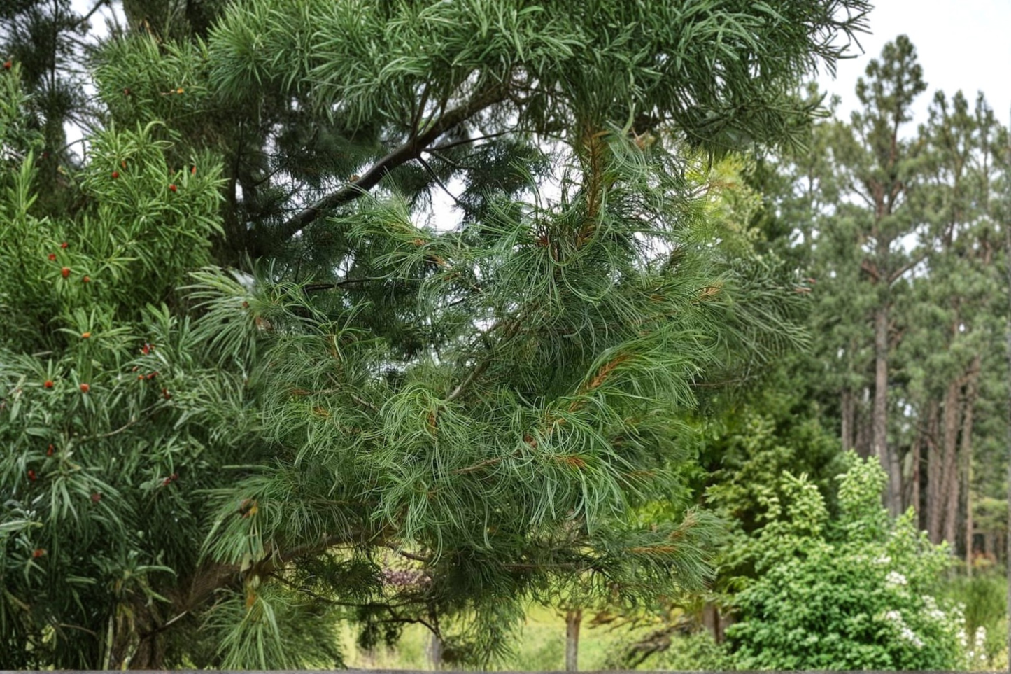 Eastern White Pine Torulosa Live Plant – 18 Inches, Blue-Green Needles, Twisted Branching, Conifer Garden Tree, Pinus strobus 'Torulosa'