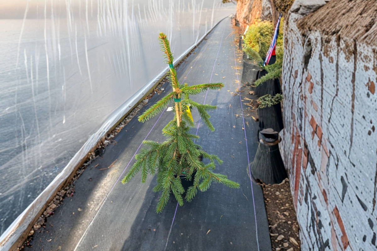 Gold Drift Weeping Norway Spruce 12 Inch Live Plant in 1-Gallon Pot, Picea abies Golden Evergreen Conifer for Garden & Landscape