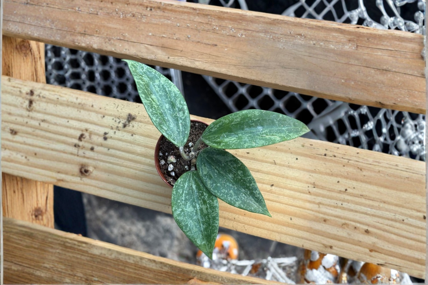Hoya Rangsan Splash Live Plant, Variegated Tropical Vine, 2-Inch Pot, Rare Houseplant, Indoor Decor, Beginner Friendly