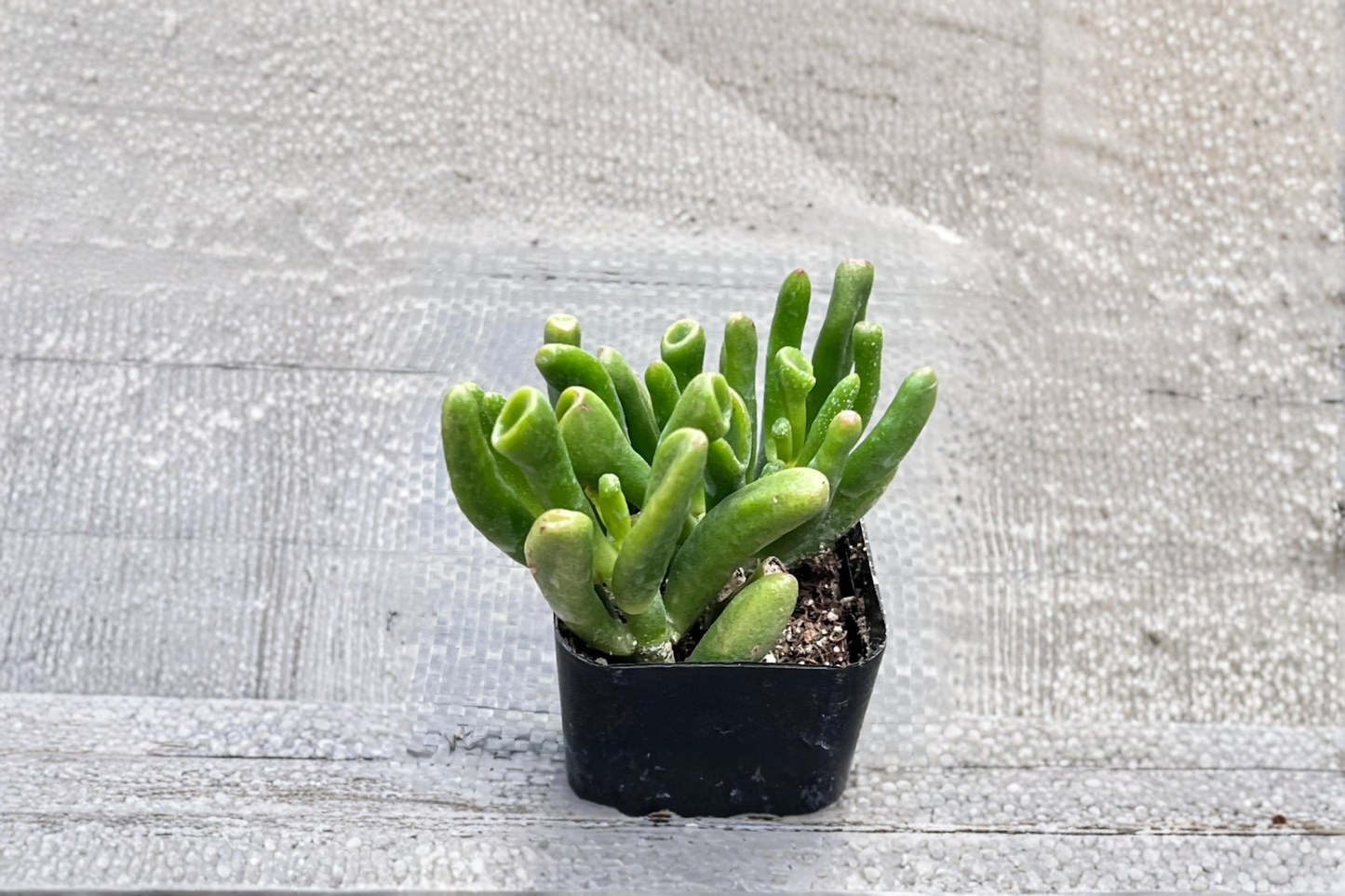 Gollum Jade Succulent Live Plant in 4-Inch Pot, Crassula ovata ‘Gollum’, Shrek’s Ear Houseplant, Indoor DÃ©cor, Easy Care Succulent