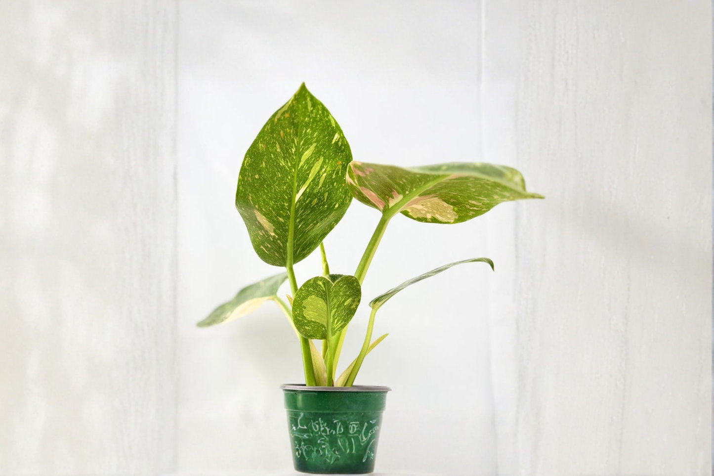 Philodendron Green Congo Nuclear Live Plant, Variegated Indoor Houseplant in 3-4 Inch Pot