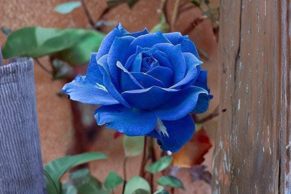 Blue Purple Rose Seeds - Rosa spp. - Ornamental Flowering Plant for Garden Beds & Borders