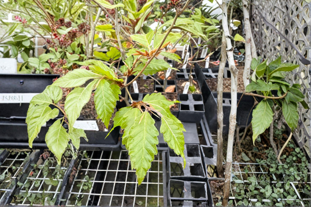 European Beech ‘Sandrode’ Live Plant – 10 Inch Grafted Ornamental Tree Fagus sylvatica