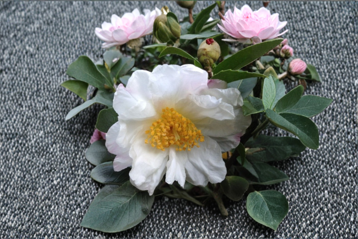 Cold Hardy Camellia ‘Winter’s Cupid’ 1 Gallon Live Plant – Pink Winter Blooming Evergreen Shrub for Zone 6 Garden Landscape