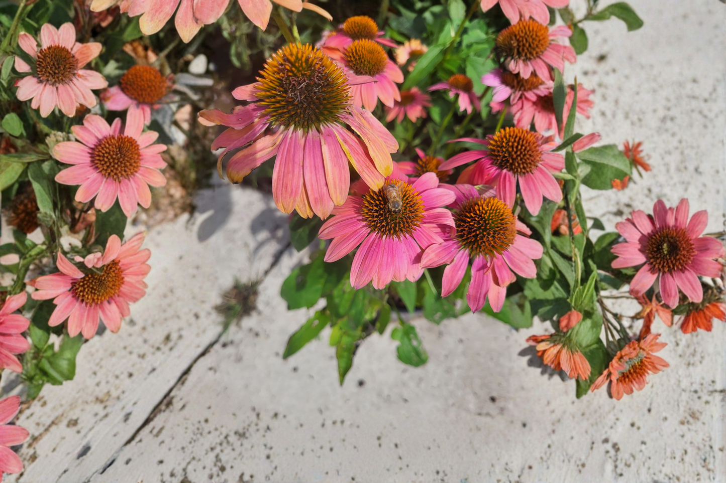 Fresco Apricot Coneflower Live Plants – 3 Rooted Perennial Flowers in 1 Qt Pots – Echinacea 'Fresco Apricot'