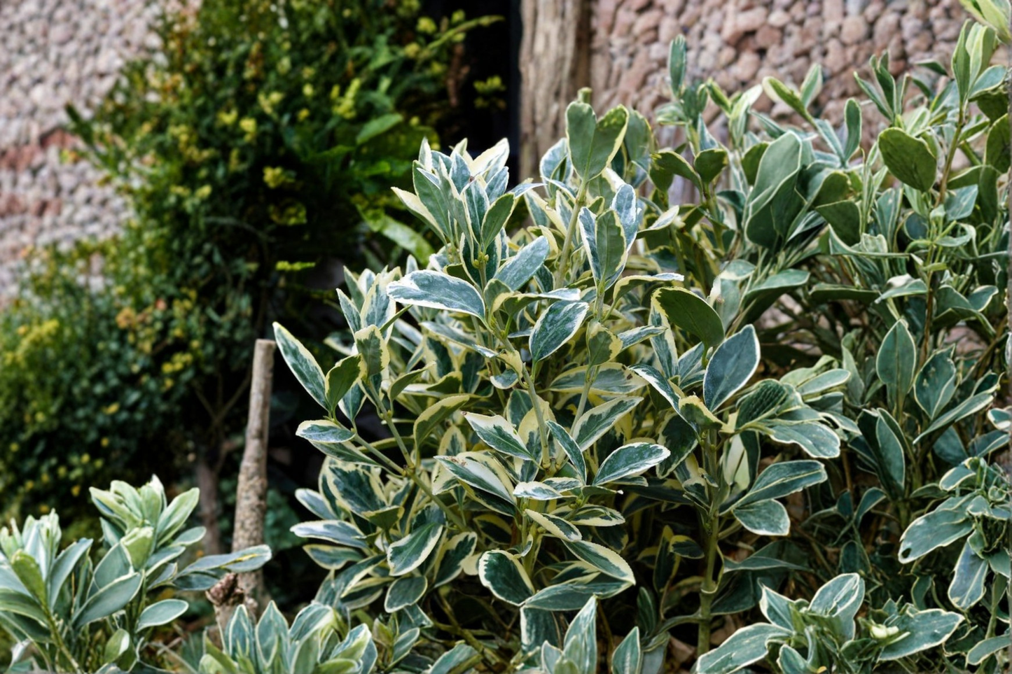 Silver King Euonymus Live Plant 3 Gallon Pot, Variegated Evergreen Shrub for Hedges & Landscape, Euonymus japonicus