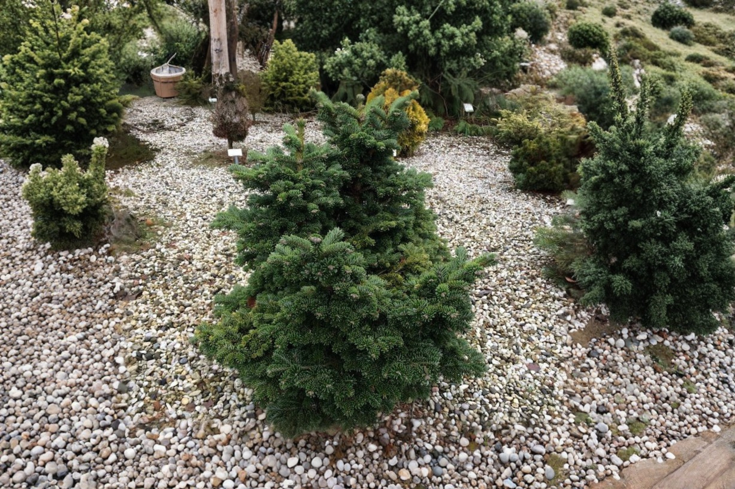 Dwarf Macedonian Fir ‘JK Greece’ Live Plant – Abies borisii-regis Compact Evergreen in 1 Gallon Pot