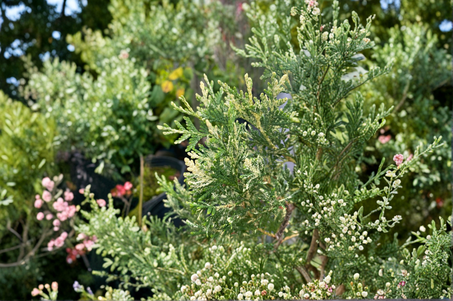 Wansdyke Silver Arborvitae Live Plant 1 Gallon Variegated Evergreen Shrub Thuja occidentalis for Hedges & Landscape