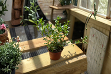 Goldfish Plant Live Nematanthus gregarius 4-Inch Pot Trailing Houseplant for Indoor Decor
