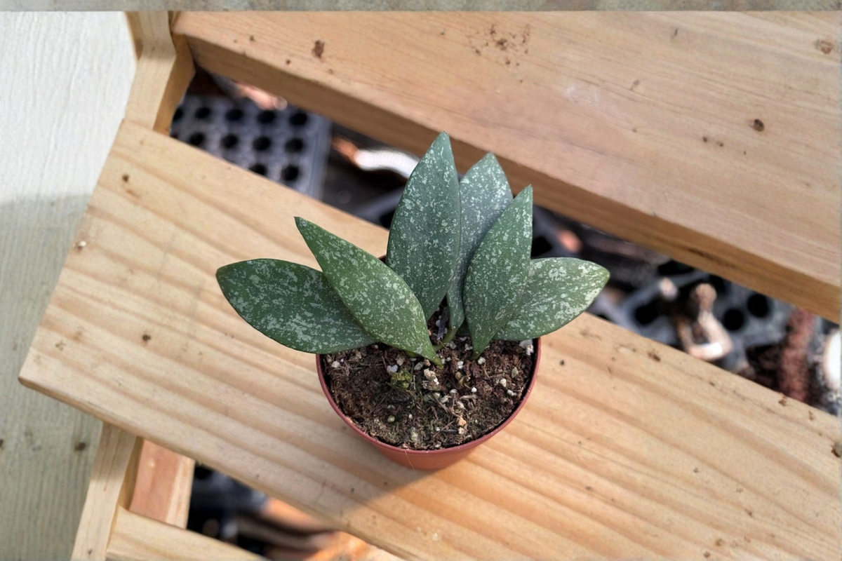 Variegated Hoya Parviflora Splash Live Plant, Tropical Vine, 2-Inch Pot, Rare Houseplant, Indoor Decor, Trailing Foliage
