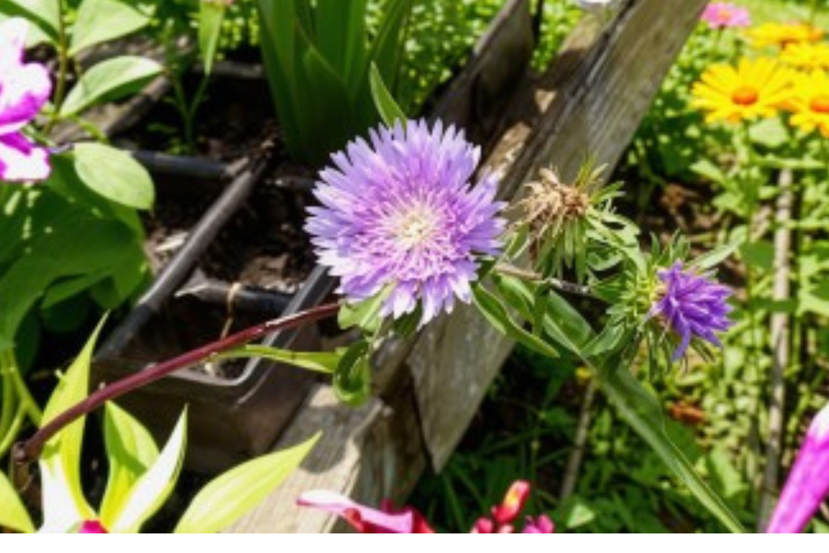 Blue Danube Stokes Aster Live Plants, 3 Rooted Starters in 1 Qt Pots, Lavender Blue Flowers, Herbaceous Perennial, Stokesia laevis