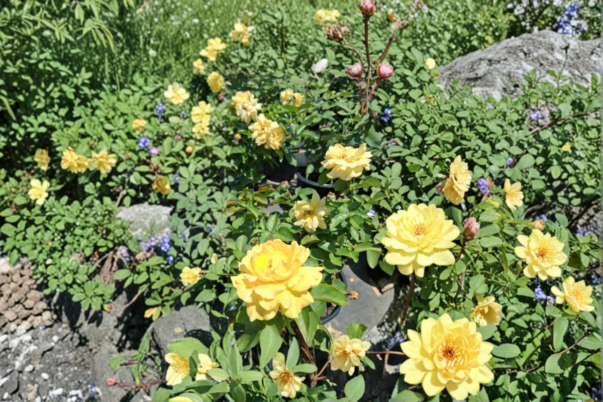 Julia Child Floribunda Rose Plant 1 Gal - Butter Yellow Flowering Shrub for Garden Beds & Borders Rosa