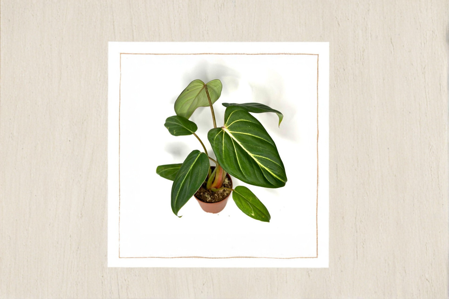 Philodendron Gloriosum Live Plant, Rare Velvet Leaf Indoor Tropical Houseplant, Starter Cutting, Decorative Foliage