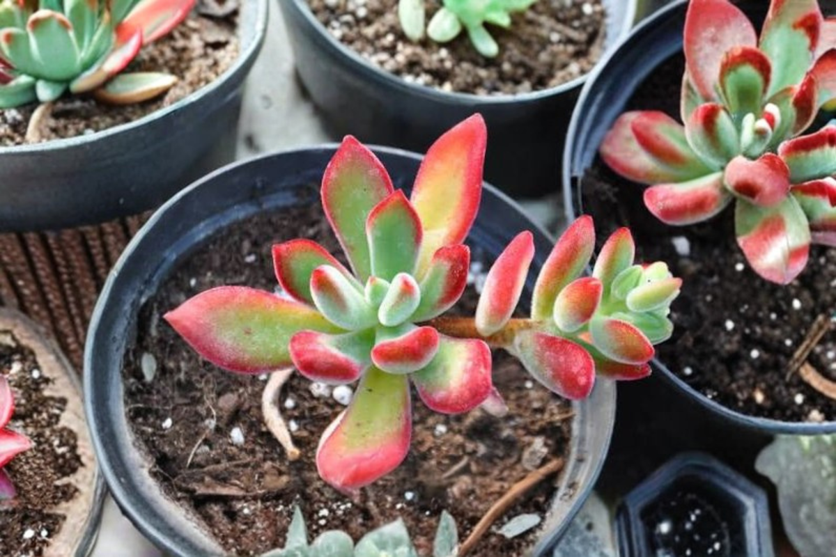 Echeveria Pulvinata Ruby Live Succulent Plant in 2 Inch Pot - Red Velvet Echeveria