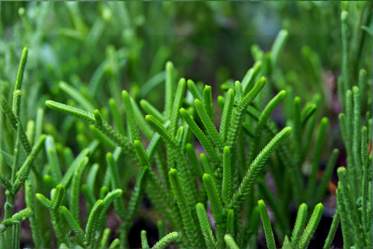 Watch Chain Succulent Live Plant – Crassula muscosa in 2-Inch Pot